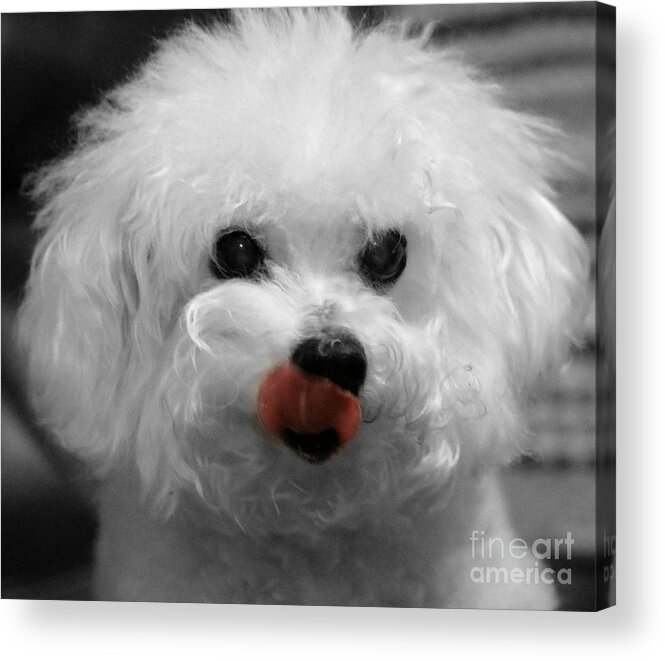 Dog Acrylic Print featuring the photograph Bichon In The Pink by Diann Fisher
