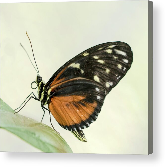 Buttefly Show Acrylic Print featuring the photograph Big Eyes by Cathy Donohoue