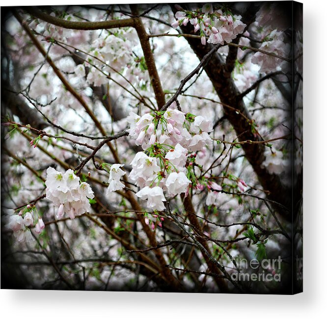 Botanical Acrylic Print featuring the photograph Blooming Apple Blossoms by Eva Thomas
