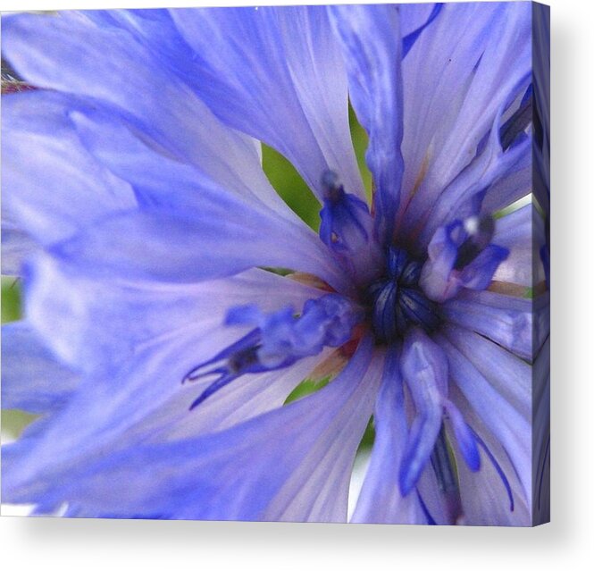 Flower Acrylic Print featuring the photograph Blue Princess by Rhonda Barrett