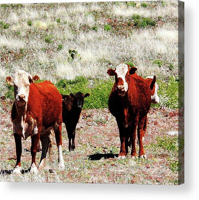 Cows Acrylic Print featuring the photograph Bovine by Charles Benavidez
