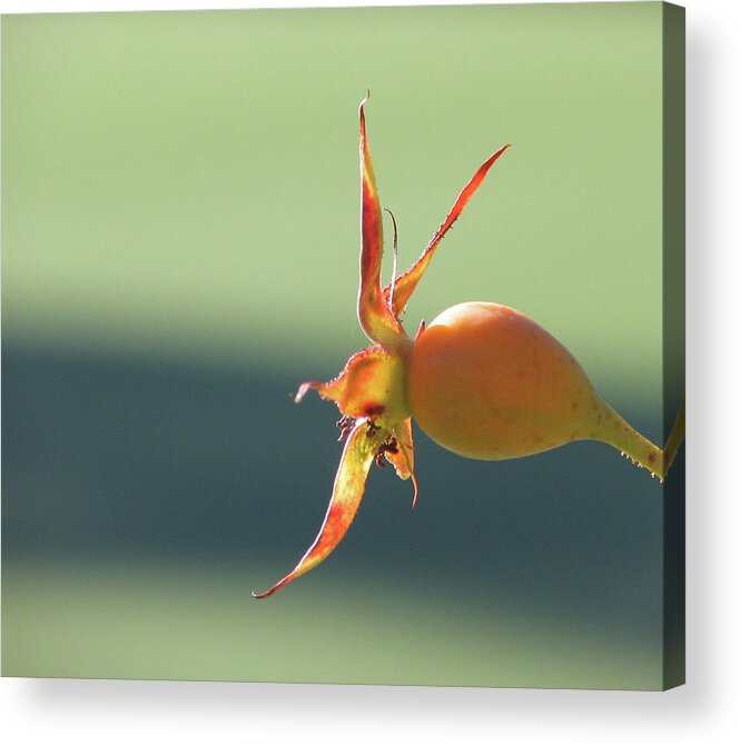 Flower Acrylic Print featuring the photograph Brilliant Seed Pod by David Bader