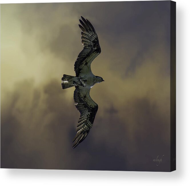 Osprey Acrylic Print featuring the photograph Bringing Home The Bacon by Mary Clough
