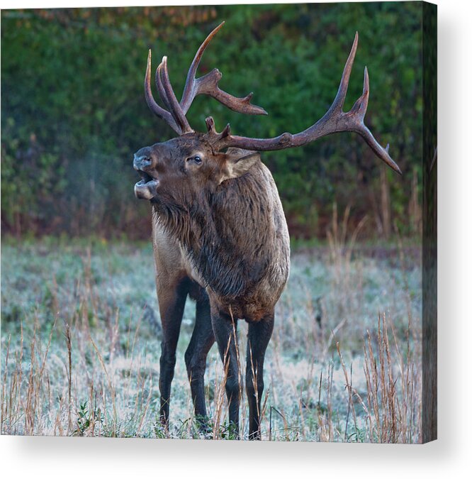 Bugling Acrylic Print featuring the photograph Bugling Elk by Rick Hartigan