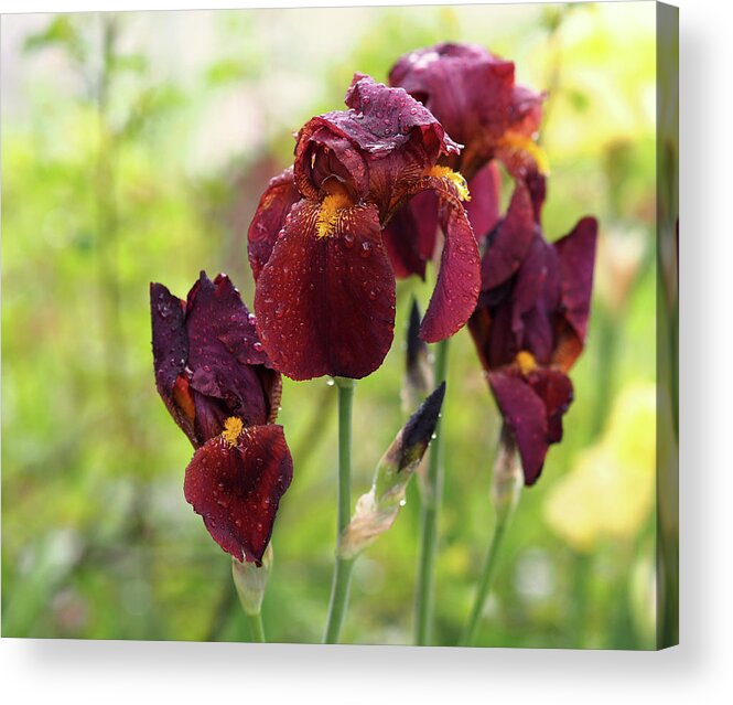 Iris Acrylic Print featuring the photograph Burgundy Bearded Irises in the Rain by Rona Black