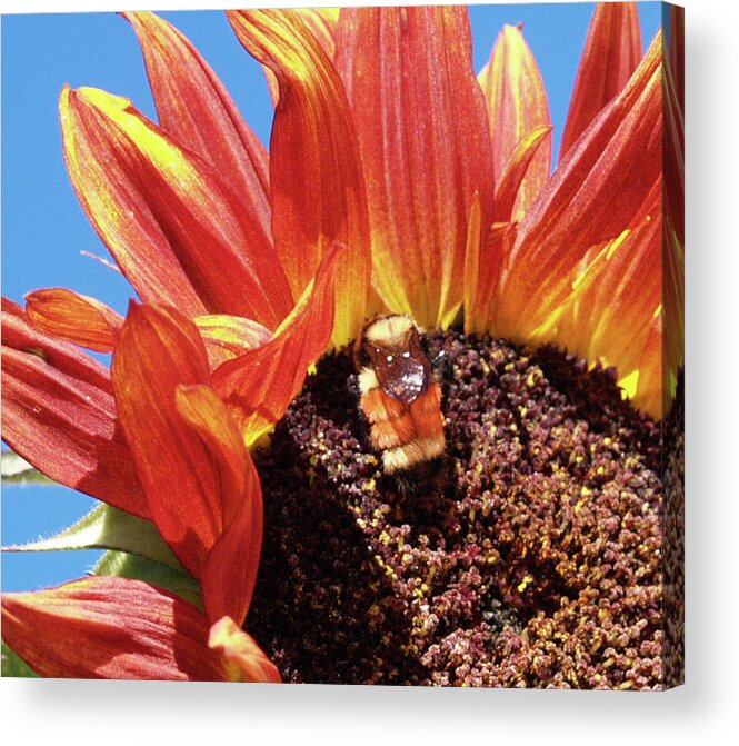 Bee Acrylic Print featuring the photograph Busy Bee 2 by Elisabeth Dubois