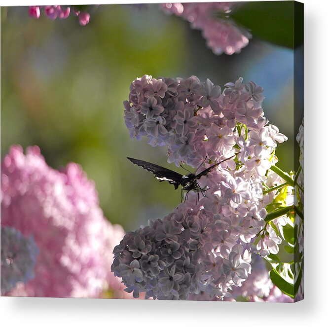 Butterfly Acrylic Print featuring the photograph Butterfly in the Lilacs by Michele Myers
