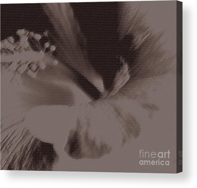 Flower Acrylic Print featuring the photograph Cappuccino by Linda Shafer