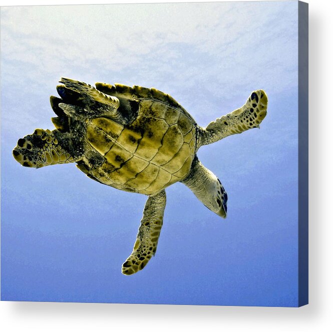 Turtle Acrylic Print featuring the photograph Caribbean Sea Turtle by Amy McDaniel