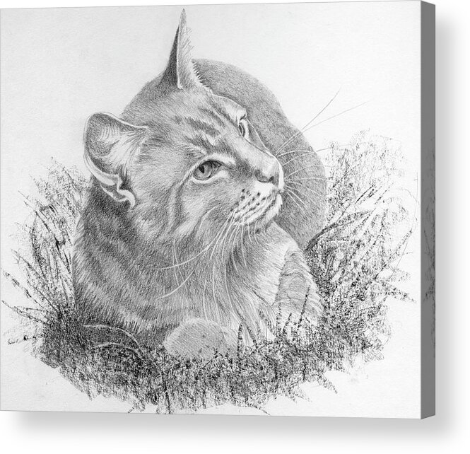 Cat Acrylic Print featuring the drawing Cat in the Grass by Louise Howarth