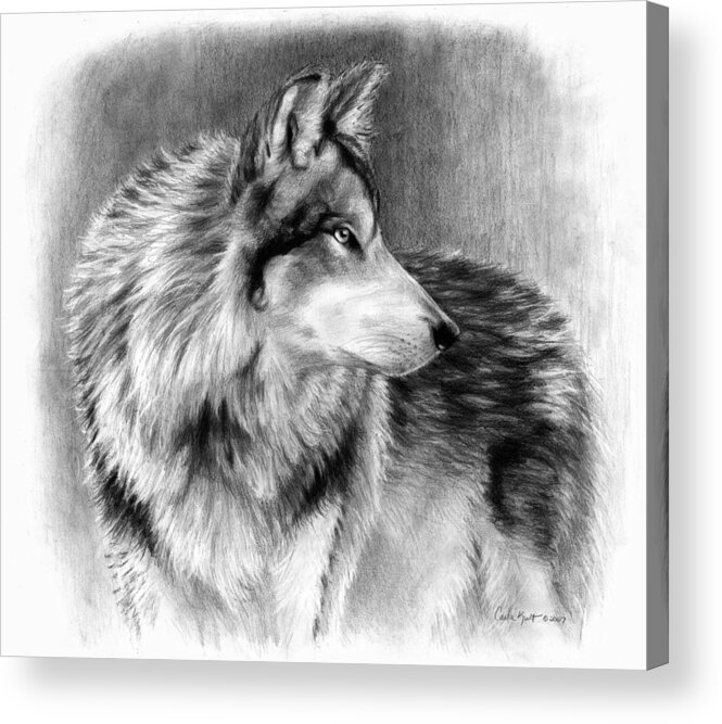 Wolf Acrylic Print featuring the drawing Cautious Eyes by Carla Kurt