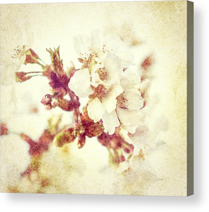 Japanese Cherry Acrylic Print featuring the photograph Cherry Blossom by Cynthia Wolfe
