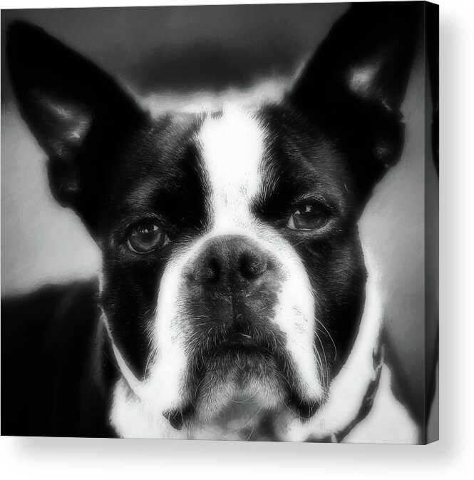 Dog Acrylic Print featuring the photograph Coco by Elijah Knight