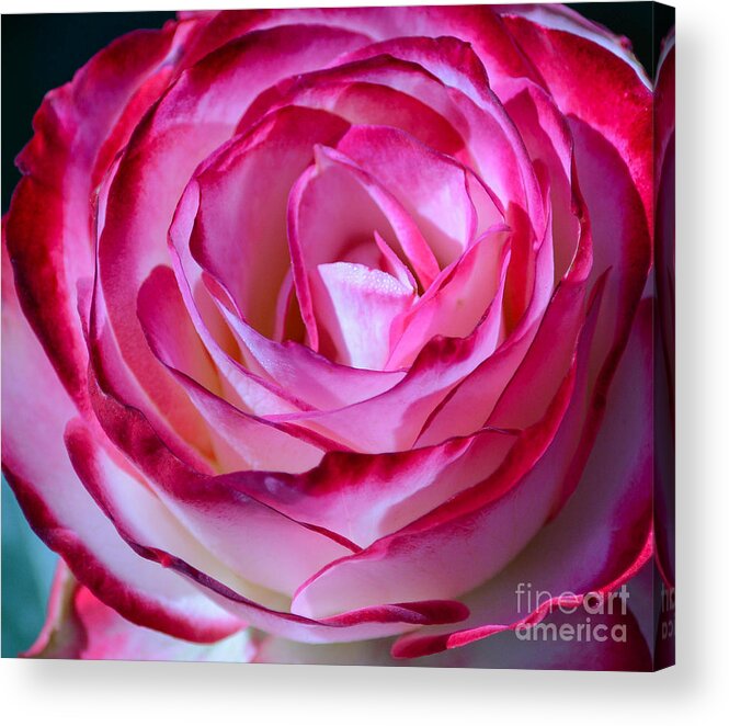 Rose Acrylic Print featuring the photograph Concentric asymmetry by Barry Bohn