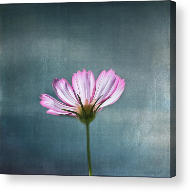 Flower Acrylic Print featuring the photograph Cosmos - Summer Love by Kim Hojnacki