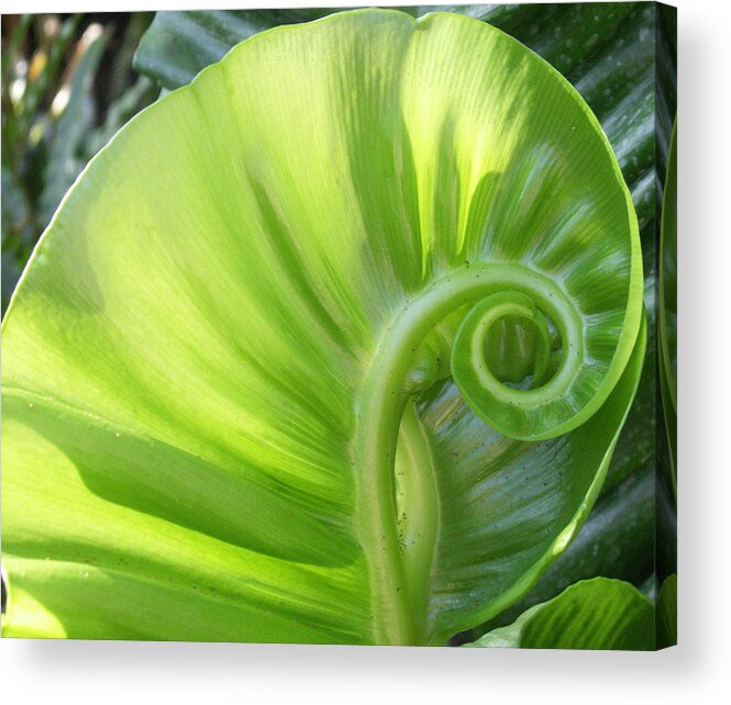 Leaf Acrylic Print featuring the photograph Curly Leaf by Amy Fose