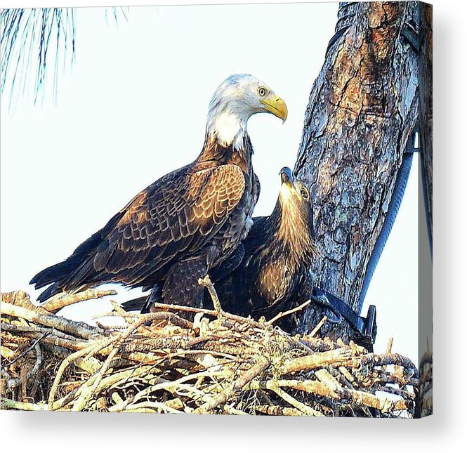 Bald Eagle Acrylic Print featuring the photograph Dad's Love E9 by Liz Grindstaff