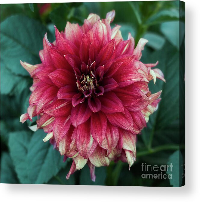 Flower Acrylic Print featuring the photograph Dahlia 'Dazzling Magic' by Ann Jacobson