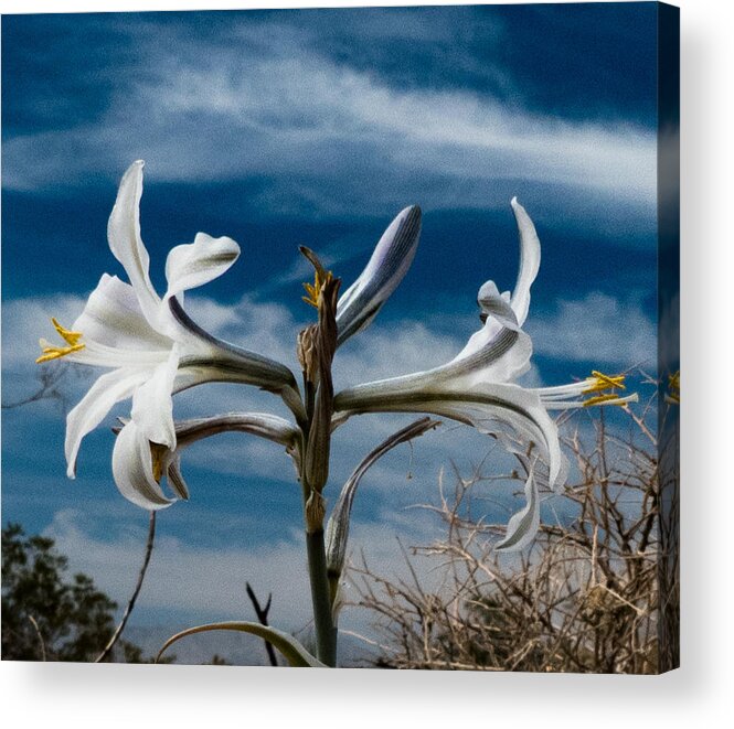 Macro Acrylic Print featuring the photograph Desert Lilly Close up by Jeremy McKay