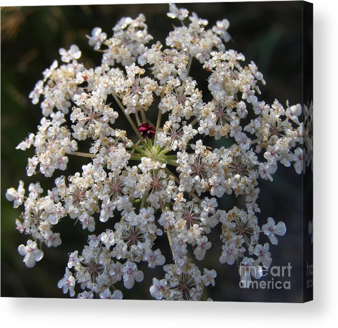 Wildflowers Acrylic Print featuring the photograph Dew on Queen Annes Lace by Lynn Quinn