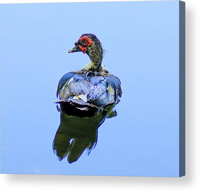 Duck Acrylic Print featuring the photograph Duck by Brian Kinney