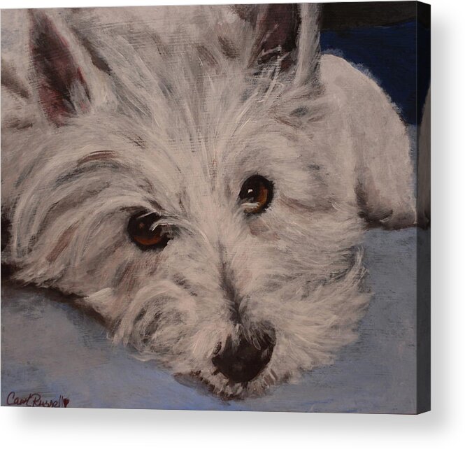 Westie Acrylic Print featuring the painting Duffy Resting by Carol Russell