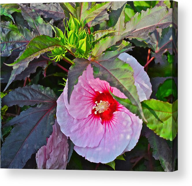 Hibiscus Acrylic Print featuring the photograph Early August Hibiscus 2 by Janis Senungetuk