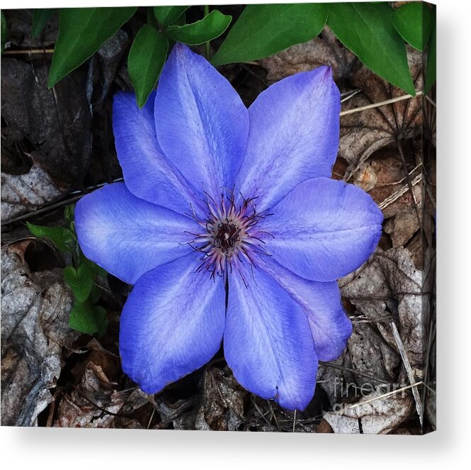 Types Of Clematis Vines Acrylic Print featuring the photograph Elsa Splash Two by J L Zarek