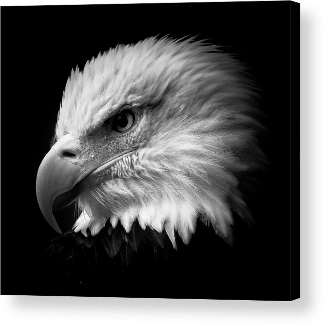 Eagle Acrylic Print featuring the photograph Eye Of The Eagle BW by Athena Mckinzie