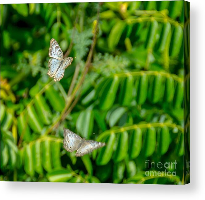 Anartia Jatrophae Acrylic Print featuring the photograph Flying Peacock Butterflies by Cheryl Baxter