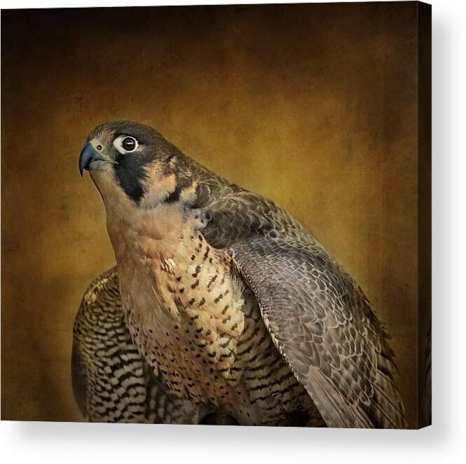 Falcons Acrylic Print featuring the photograph Georgette With Texture by Pat Abbott