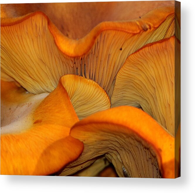 Nature Acrylic Print featuring the photograph Golden Mushroom Abstract by Sheila Brown