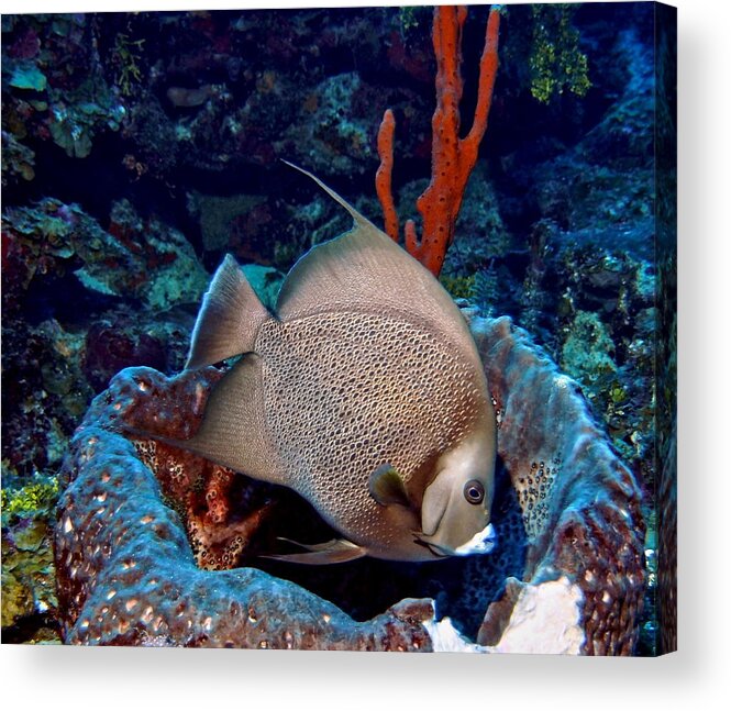 Angelfish Acrylic Print featuring the photograph Gray Angel Fish and Sponge by Amy McDaniel