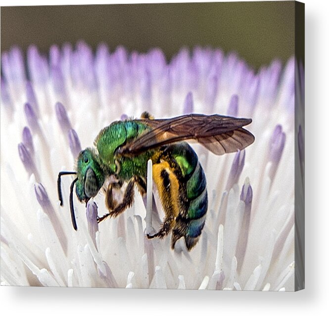 Bee Acrylic Print featuring the photograph Green Orchid Bee by William Bitman