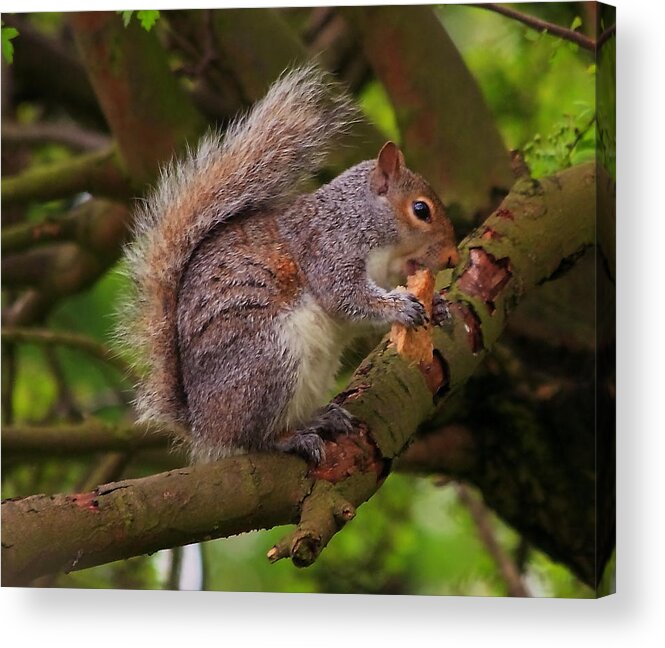 Grey Squirrel Eastern Tree Rodent Tail Bushy North America Great Britain Feeding Animal Nature Wildlife White Fur Acrylic Print featuring the photograph Grey squirrel by Jeff Townsend