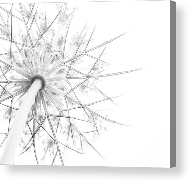 Queen Anne's Lace Acrylic Print featuring the photograph Summer Snow by Holly Ross