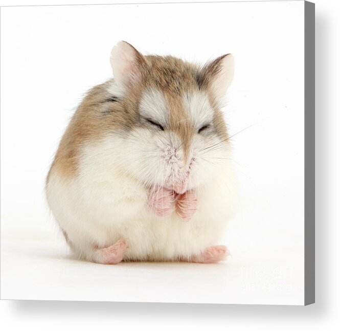 Roborovski Hamster Acrylic Print featuring the photograph Happy Hammy by Warren Photographic