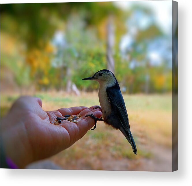 Bird Acrylic Print featuring the photograph Have a Seed by Lilia D
