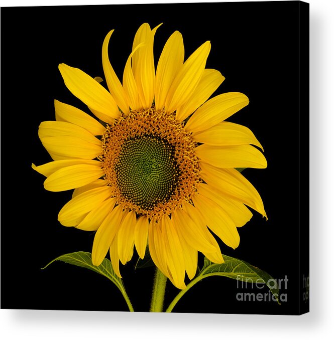 Oregon Acrylic Print featuring the photograph Hello Sunshine by Nick Boren