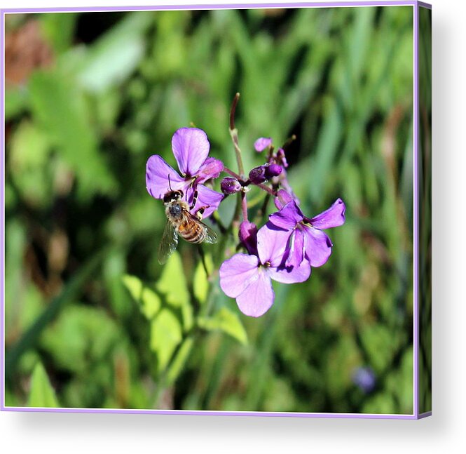 Nature Acrylic Print featuring the photograph Honey Bee by Mindy Newman
