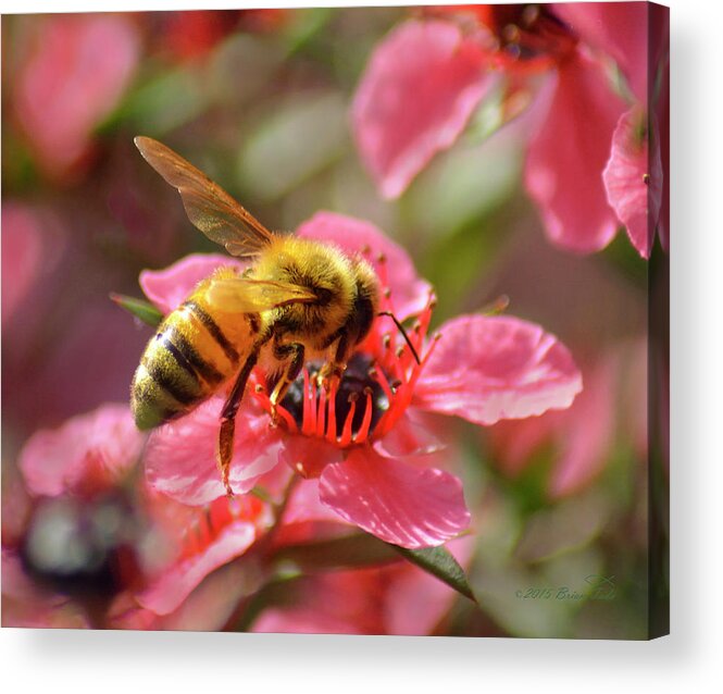 Bee Acrylic Print featuring the photograph Honeybee on Tea Tree Blossom by Brian Tada