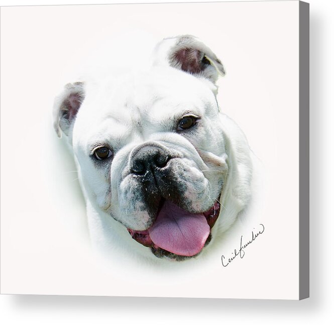 Dog Acrylic Print featuring the photograph How Much is that.... by Cecil Fuselier