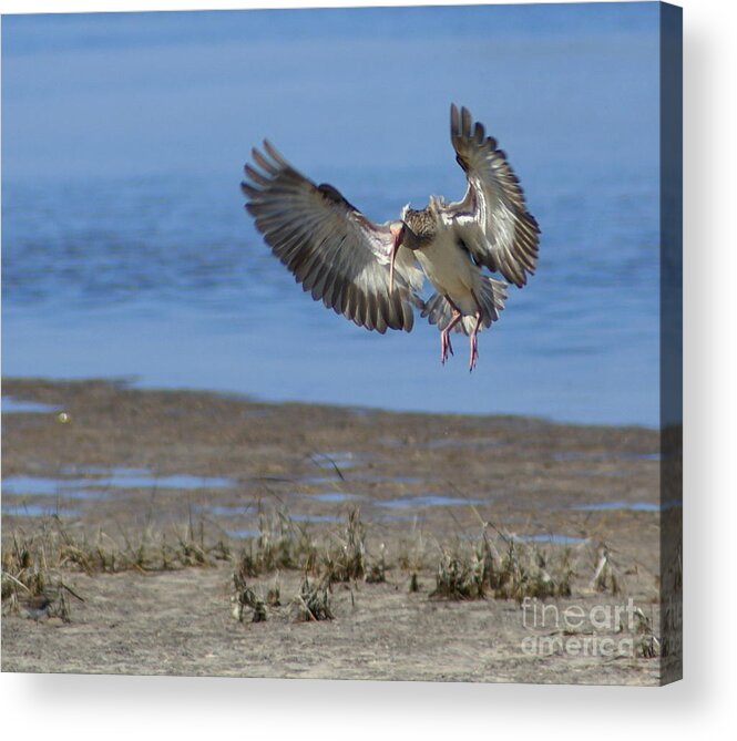Ibis Acrylic Print featuring the photograph Ibis In Flight by Debbie May