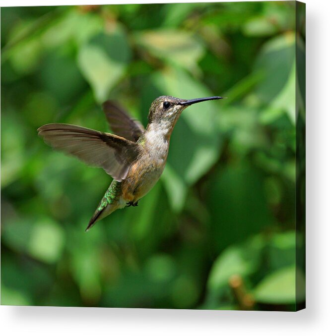 Hummingbird Acrylic Print featuring the photograph In Flight by Sandy Keeton