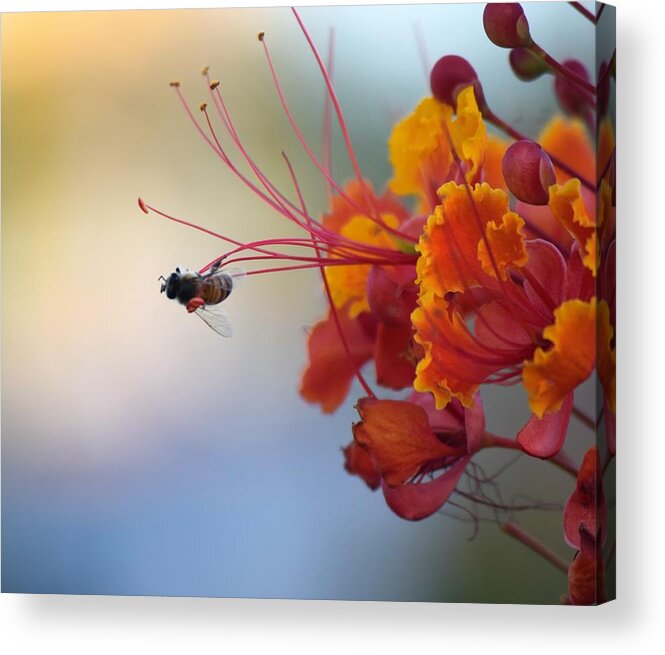 Honey Bee Acrylic Print featuring the photograph Just A Little Bit More by John Glass