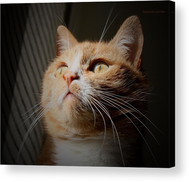 Pets Acrylic Print featuring the photograph Just A Redhead by Eskemida Pictures