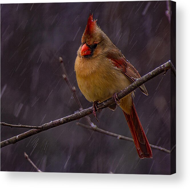 Leading Lady Prints Acrylic Print featuring the photograph Leading Lady by John Harding