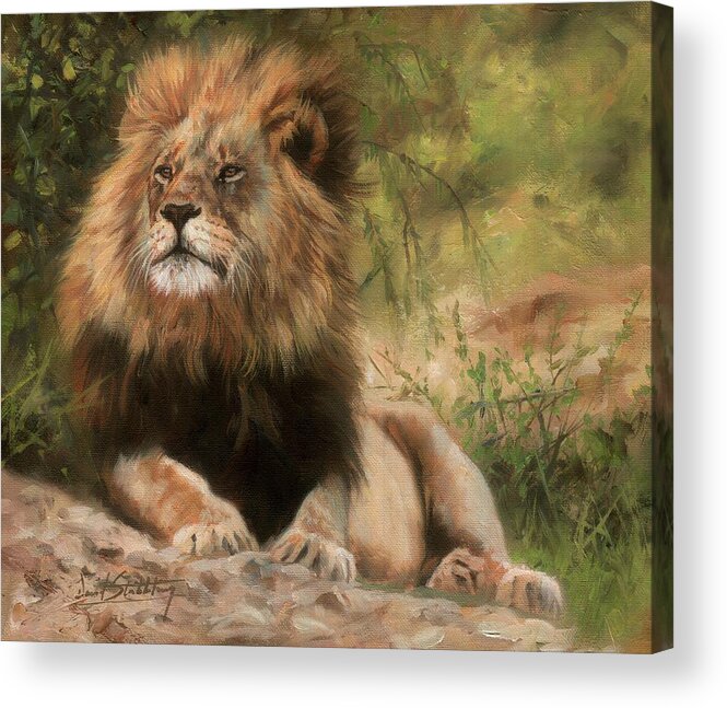 Lion Acrylic Print featuring the painting Lion resting by David Stribbling