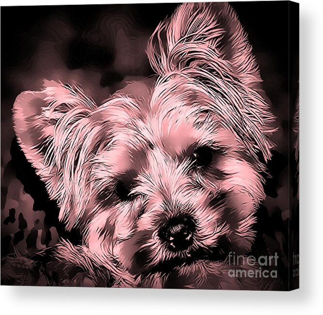 Yorkshire Terrier Acrylic Print featuring the photograph Little Powder Puff by Kathy Tarochione