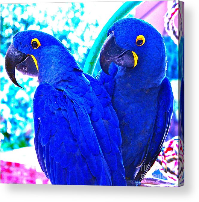 Photograph Acrylic Print featuring the photograph Love You Too by Gwyn Newcombe